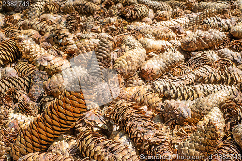 Image of spruce cones of a barefoot track