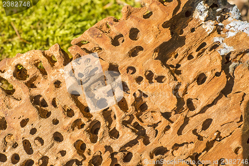 Image of wood surface with termite holes