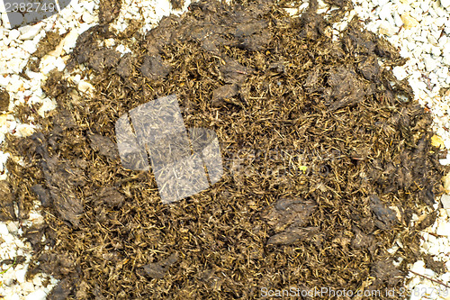 Image of Horse dung