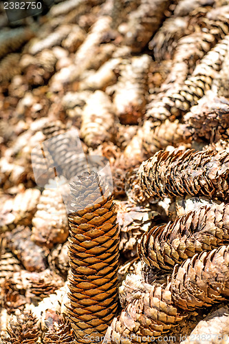 Image of spruce cones of a barefoot track