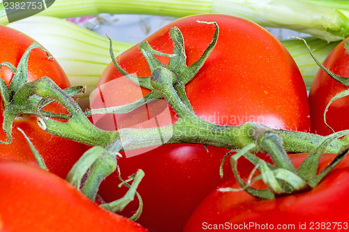 Image of vine tomatoes