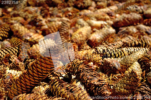 Image of spruce cones of a barefoot track