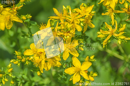 Image of St. John's wort