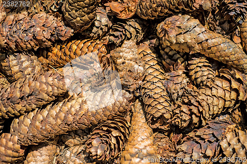 Image of spruce cones of a barefoot track