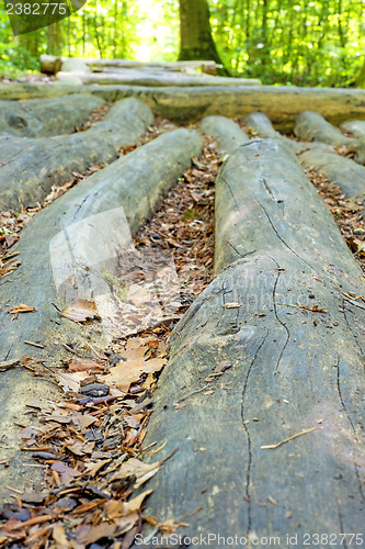 Image of barefoot track