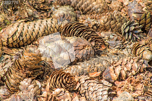 Image of spruce cones of a barefoot track