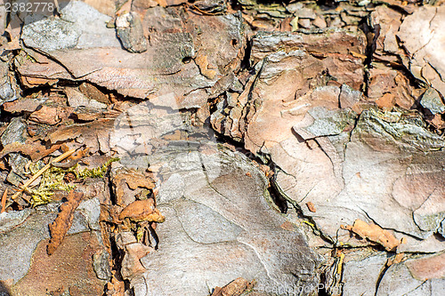 Image of bark