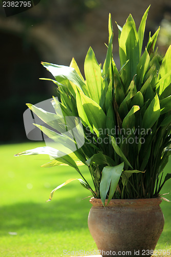 Image of Pot plant in a garden