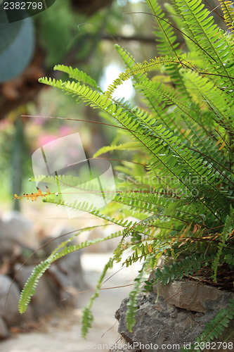 Image of Leafy green fern