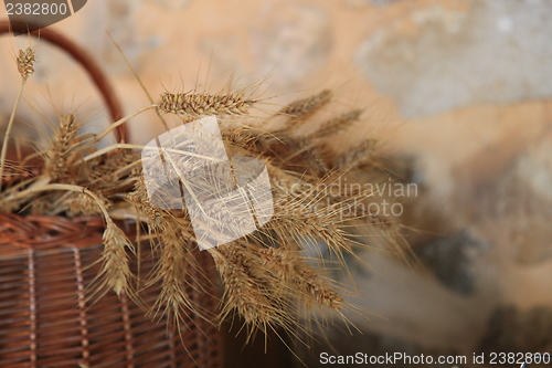 Image of Ripe wheat in a wicker basket