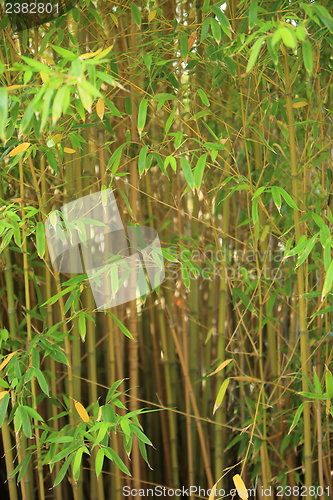 Image of Stand of ornamental bamboo