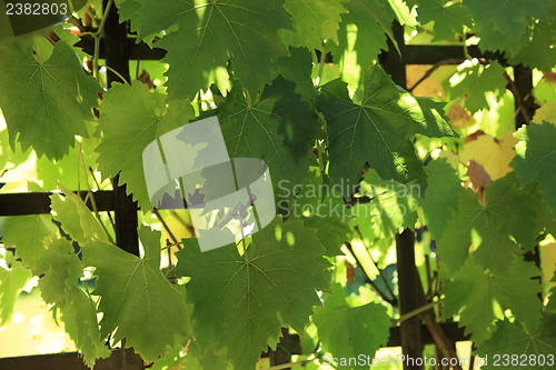 Image of Grapevine growing on a trellis