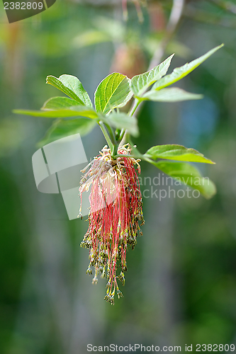 Image of Red Plant Catkins