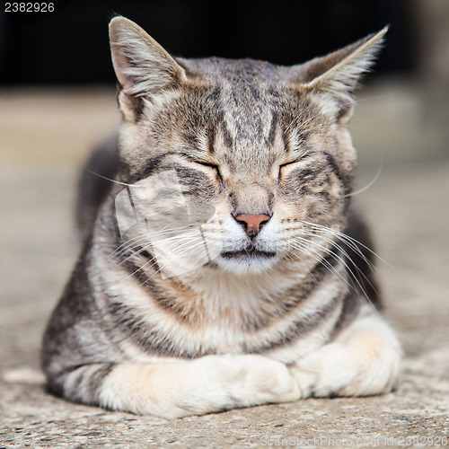 Image of Sleeping cat