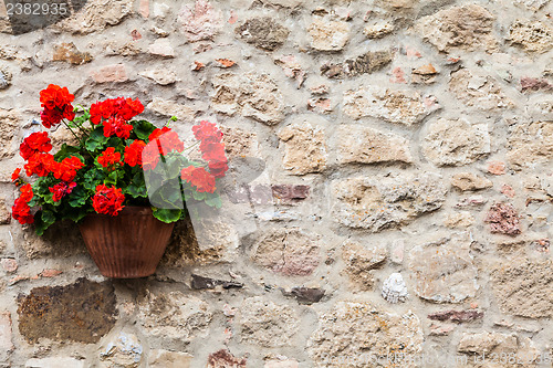 Image of Tuscan flowers