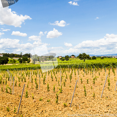 Image of Tuscany Wineyard