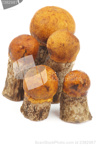 Image of Orange-Cap Boletus