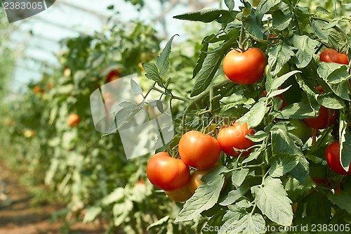 Image of Tomatoes bunch in greenhouse