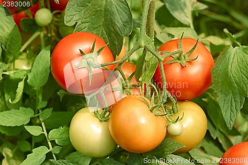 Image of Tomatoes bunch close up