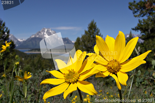 Image of grand tetons in the spring