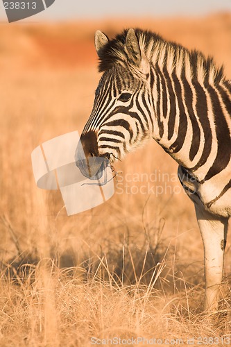 Image of Zebra #4