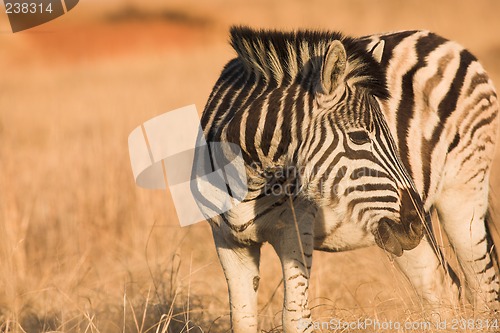 Image of Zebra #5