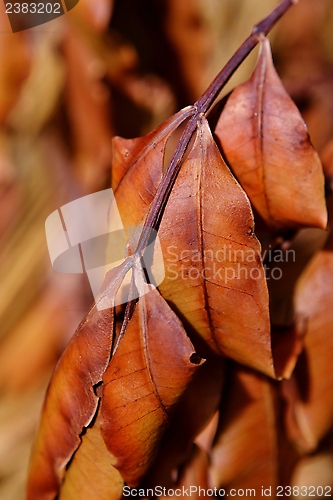 Image of withered  brown leafs