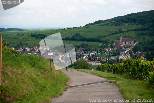 Image of Alsace landscape and vinewyard