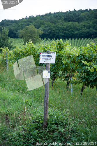 Image of Alsace landscape and vinewyard