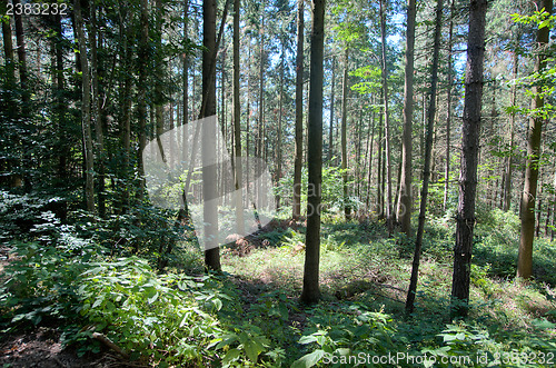 Image of Hiking in forest