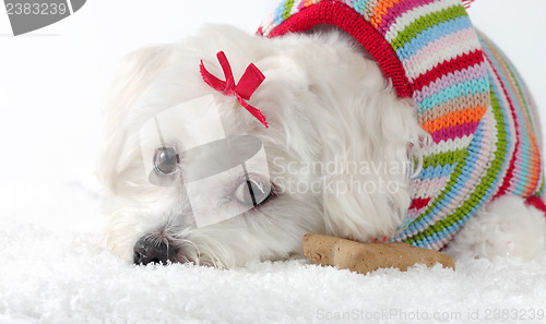 Image of Puppy dog wearing a knitted jumper lying in snow