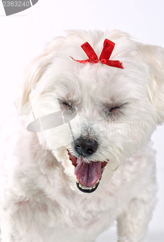 Image of Yawning Puppy Dog