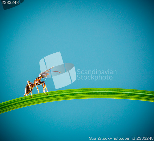 Image of Ant and green grass