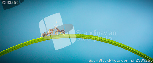 Image of Two ants