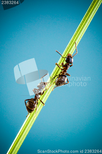 Image of Two ants