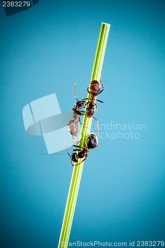 Image of Three ants.