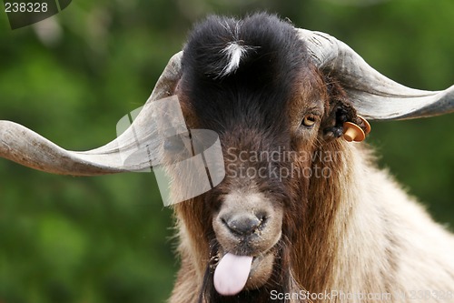 Image of Silly Goat