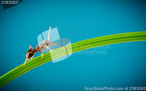 Image of Ant and green grass