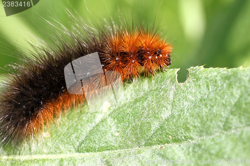 Image of Caterpillar on a green leaf