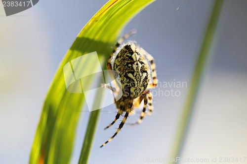 Image of Spider sitting on web