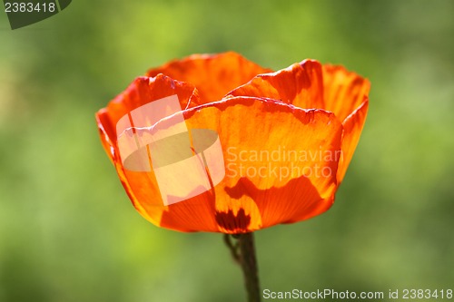 Image of red poppy flower