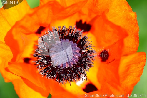 Image of red poppy flower