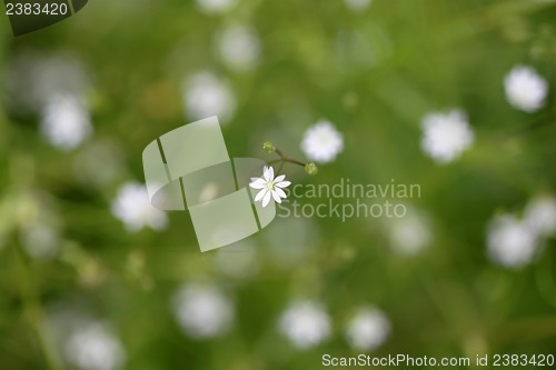 Image of Small white flowers