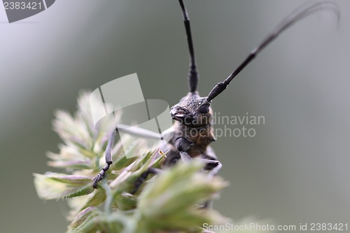 Image of Beetle with a big mustache