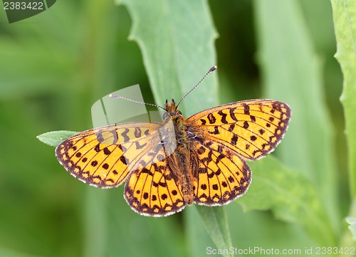 Image of vector butterfly of orange color