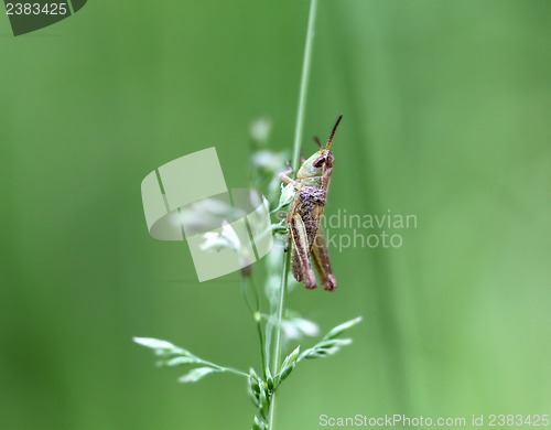 Image of Grasshopper sitting on a blade of grass