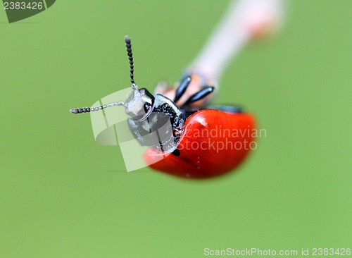 Image of Little red beetle