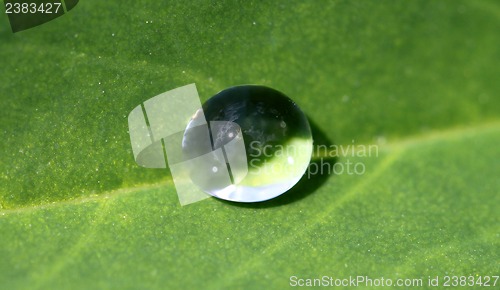 Image of round drop on a green leaf