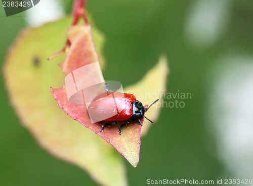 Image of Little red beetle