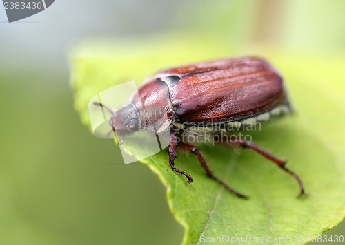 Image of May beetle sitting on a leaf